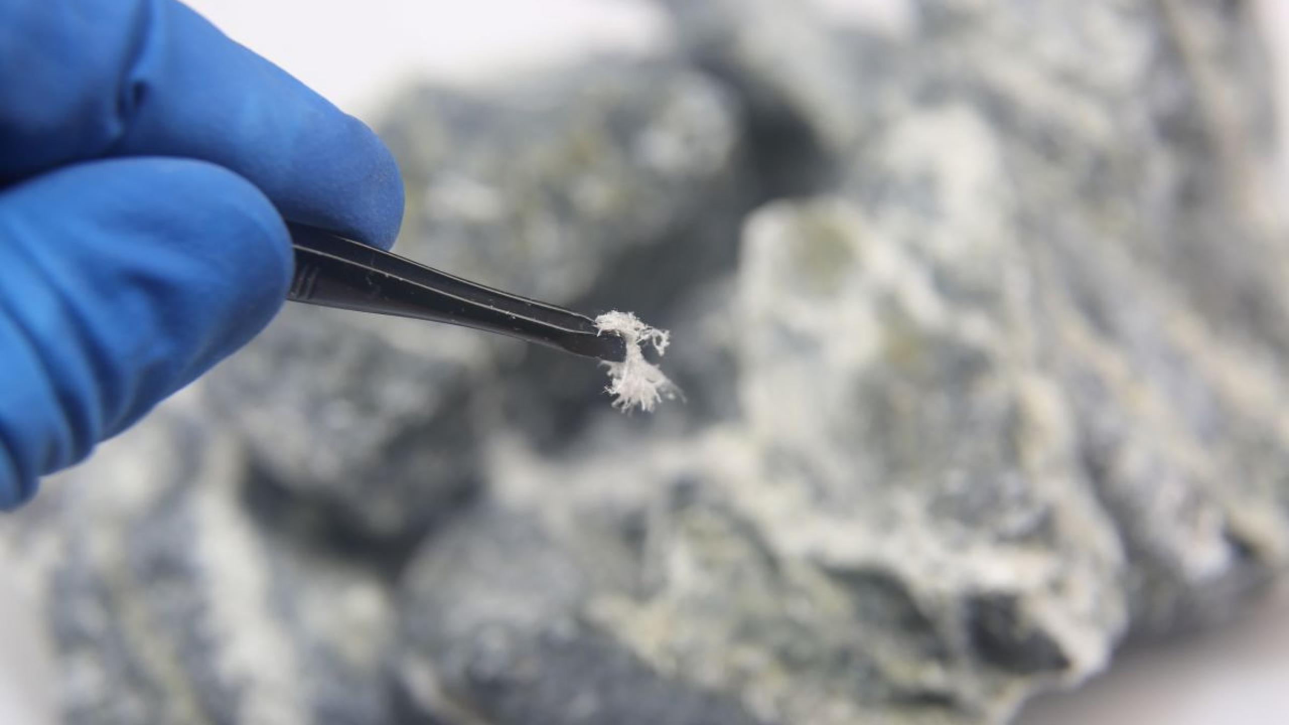 Close-up blauwe handschoen met pincet die witte vezels vasthoudt.  